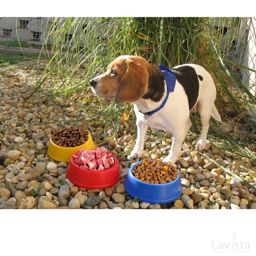 Puppy Honden Voerbak Rood