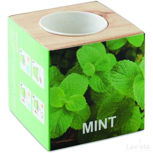 Kweekset, munt in houten pot Menta hout
