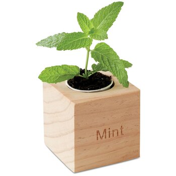 Munt kweetset in houten pot Bruin