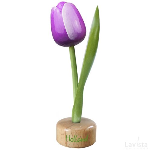 Tulip pedestal 20 cm ( big ), purple white Holland