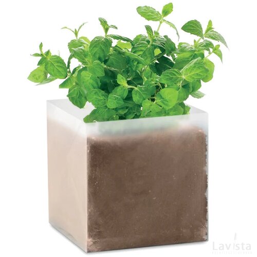Compost met munt zaadjes Mint beige