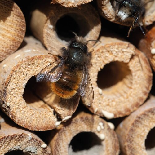 Insektenhotel beige
