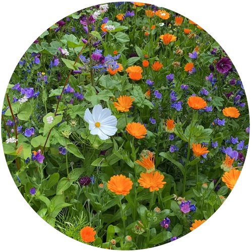 Snijbloemzaadjes in zakje Bruin