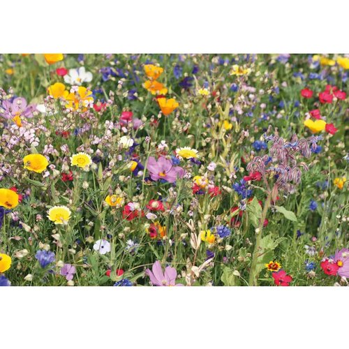 Mix bloemzaden in geperste turfschijf Beige