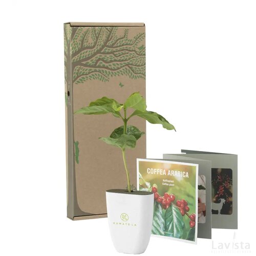 Treemore Brievenbusboompjes Koffieboom Koffie