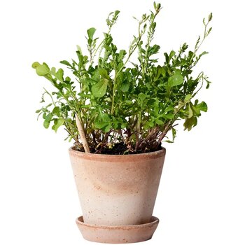 Groen