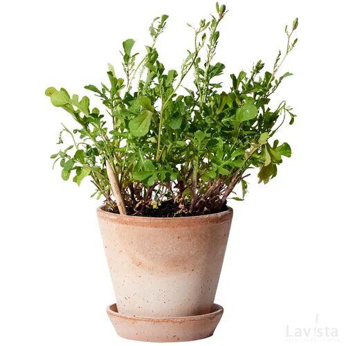 Sproutworld Sharpened Pencil Potlood Rucola
