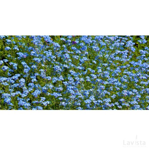 Sproutworld Sharpened Pencil Potlood Forget Me Not
