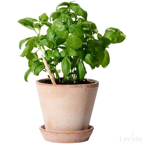 Sproutworld Sharpened Pencil Potlood Basil