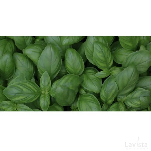 Sproutworld Sharpened Pencil Potlood Basil