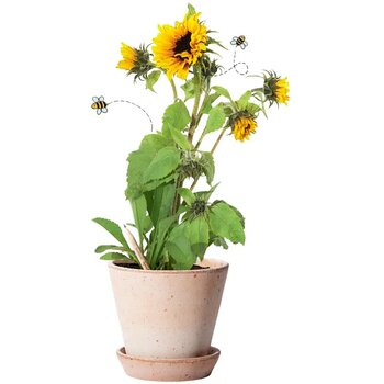 Zonnebloem