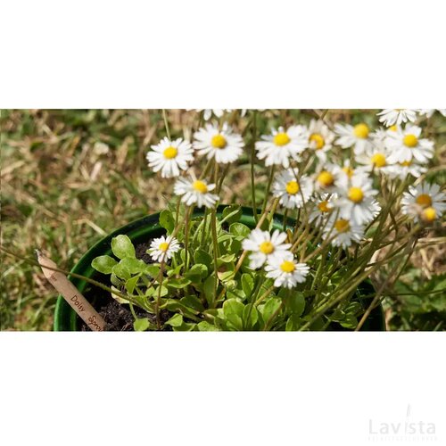 Sproutworld Sharpened Pencil Potlood Margriet