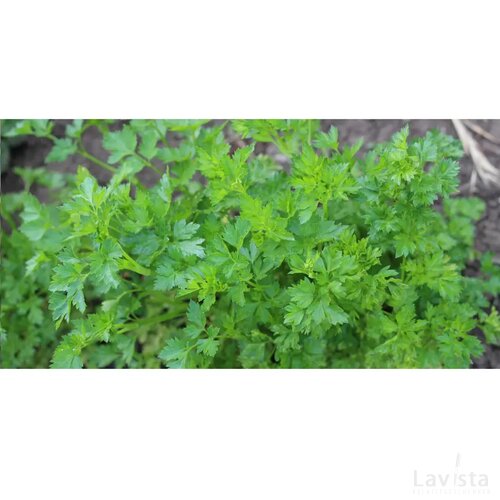 Ongeslepen Sprout potlood Groen