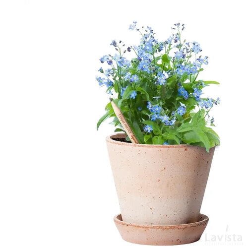 Ongeslepen Sprout potlood Lichtblauw