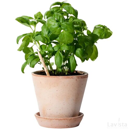 Ongeslepen Sprout potlood Groen