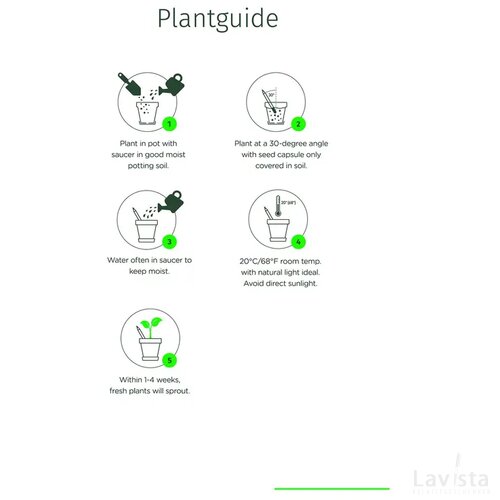 Ongeslepen Sprout potlood Groen