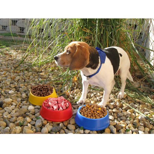 Puppy Honden Voerbak Rood